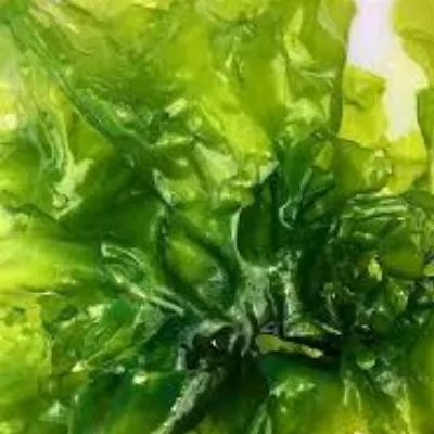 Takara Kombu Fucoidan